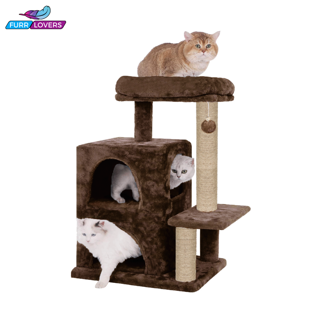 Condo Activity Cat Kitten Tree