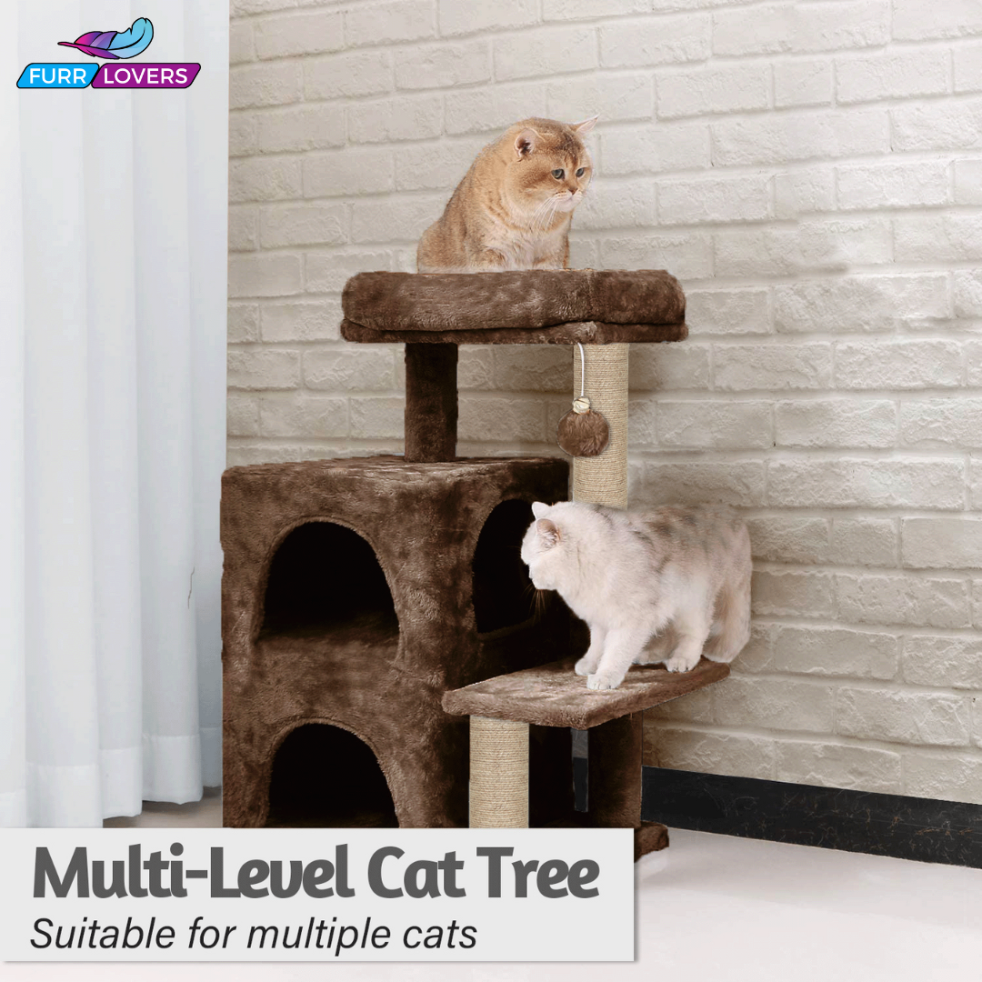 Condo Activity Cat Kitten Tree